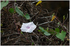 Ipomoea marginata